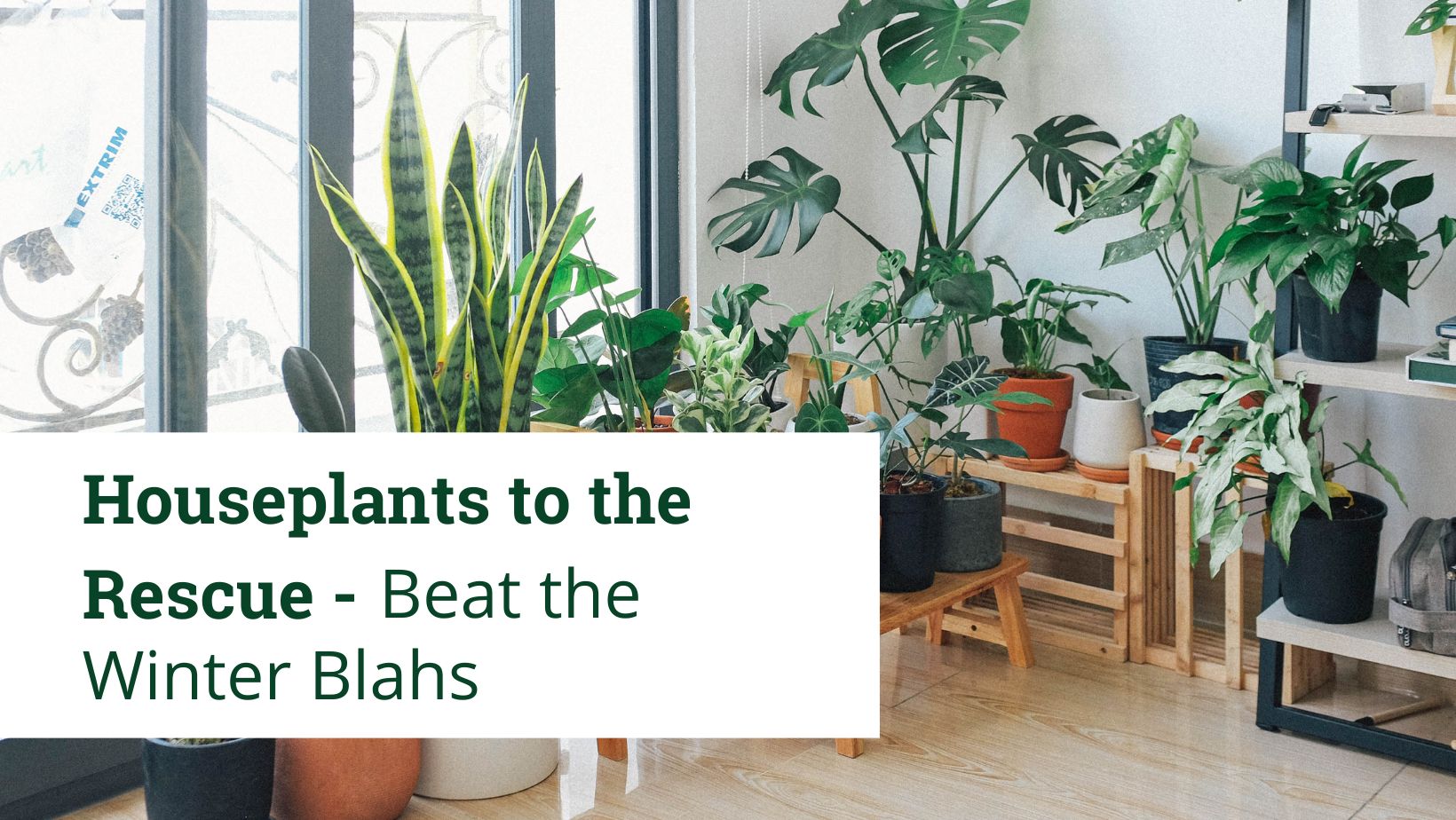 Several houseplants on stands in front of a window